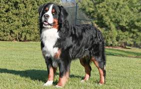 The great bernese is not a purebred dog. Bernese Mountain Dog Breed Information