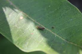 Image result for Aeollanthus neglectus