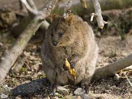 Quokka Quokka Happy Animals Animals Beautiful