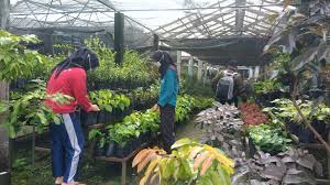 Jika memiliki taman yang luas, tidak ada salahnya melengkapi taman dengan rumah kebun. Dinas Pertanian Dan Pangan
