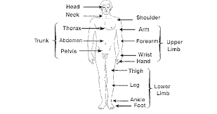 Major Body Regions In Mikel A Rothenberg Anatomy And