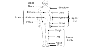 major body regions in mikel a rothenberg anatomy and