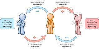 The counterpart to negative feedback is the positive feedback loop, a process in which the body senses a change and activates mechanisms that accelerate or increase that change. Feedback Loops Bioninja