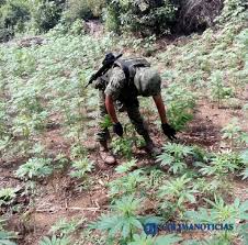 Guadalupe zuno 8, la asuncion cp: Militares Aseguran Mas De 100 Kilogramos De Marihuana En Jalisco Colima Noticias