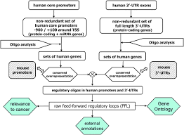 genome wide survey of microrna transcription factor feed