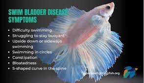 Betta Fish Swim Bladder Disease Symptoms And Treatment Japanesefightingfish Org