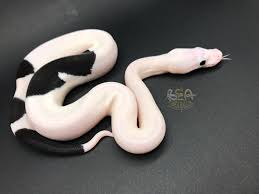 Has a very dark, dorsal stripes all over the body: 20 000 Snake Ssnakess Reptile Forum