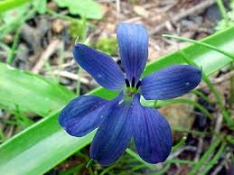 Image result for Tecophilaeaceae