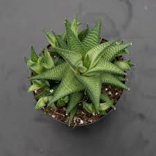 Image result for Haworthia limifolia