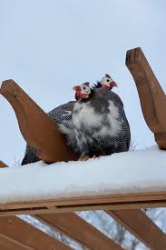 The guinea fowl came with rings around their legs, which occasionally they got their claws. Benefits Drawbacks Of Raising Guinea Fowl On The Homestead