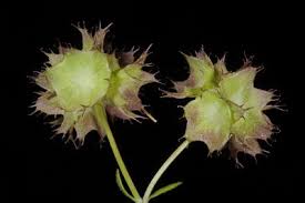 Image result for Psychotria sublyrata