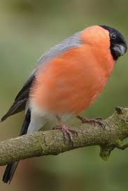 Bird With Red Mohawk And Orange Beak Picture Of A Bullfinch Bird With Images Bullfinch Birds Animals Wild