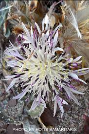 Image result for Centaurea praecox