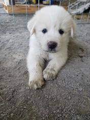The great pyrenees can have around six to nine puppies in a single litter. Puppyfinder Com Great Pyrenees Puppies Puppies For Sale Near Me In Oklahoma Usa Page 1 Displays 10