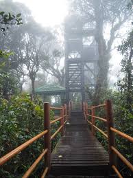 Mossy forest, touted to be the oldest forest in malaysia, is around 200 million years old and is a home to ancient trees. Mossy Forest Of Cameron Highlands Don T Miss This Scenic Hiking Spot In Malaysia