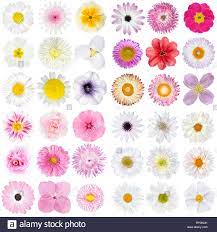 Discover the most popular types of flowers with our helpful guide! Types Of White Flowers All Products Are Discounted Cheaper Than Retail Price Free Delivery Returns Off 76