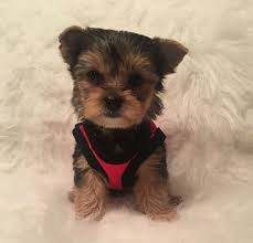 We have small, tiny yorkies for sale from traditional yorkie colors to the parti yorkie colors and blondes, chocolates, and goldens. Precious Yorkies Small Colorful Yorkies Parti Yorkies Chocolates Goldens And Traditional Yorkshire Terriers
