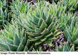 Aloe vera plants (aloe barbadensis var. Types Of Aloe Plants Amazing Varieties Of Aloe Vera Plants Pictures