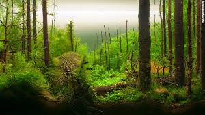 Planted Tank Forest Google Search Aquarium Landscape Aquascape Planted Aquarium