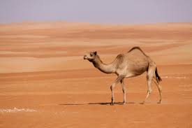 Hipster tastes have fueled a spike in succulent poaching. Arabian Desert Facts Science Struck