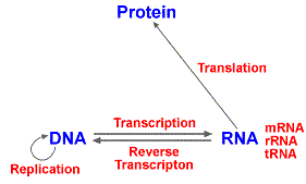 Central Dogma