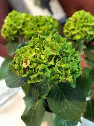 アジサイの花の部分が緑の葉っぱみたいになってるのは病気 あえて病気にさせて売ってたりもするらしい こわ Togetter