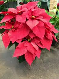 Christmas Flower Christmas Flowers Beautiful Flowers Winter Flowers