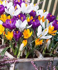 Obituary for Kerri Lynn McAfee