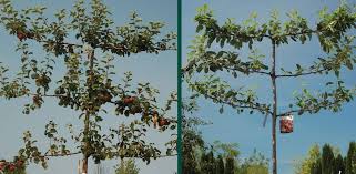 Image Result For Johnson Nursery And Image Result For Johnson Nursery And Image Result For Johnson Nursery And Apple Tree Garden Center Pruning Apple Trees