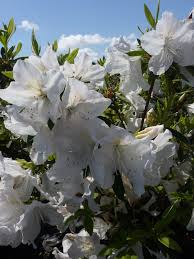 The dense blooms fill the branches making a. Azalea Indica G G Gerbing G G Gerbing Azalea Kings Garden Center