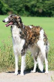 Russian Wolfhound By Sannas On Deviantart Borzoi Dog Beautiful Dogs Russian Wolfhound
