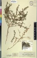 Image result for Crotalaria spinosa