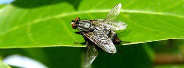 Pest control officers have been instructed to strictly observe social distancing guidelines. Pest Control Prices Nottingham Derby Pulse Pest Control