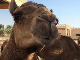 Running standalone is as simple just to create a camelcontext, add routes and start it. Pin On My Travels