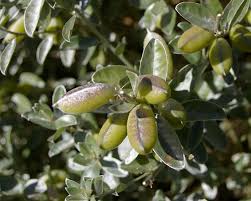 Image result for Podalyria