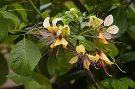 Image result for Jacquemontia paniculata