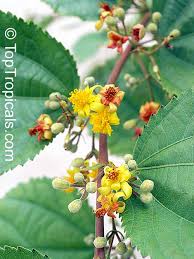 Image result for Grewia herbacea