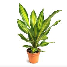 Image result for Dracaena aubryana