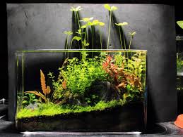 Xz S 3ft High Tech Low Tech Nano Experiments Aquascape Aquarium Aquarium Design Aquascape