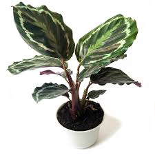 Calathea Medallion Peacock Prayer Plant Live House Plants Etsy Live House Plants House Plants Plants