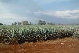 Discover the best of tamaulipas so you can plan your trip right. Chinaco Tequila From Tamaulipas Mexico Home Facebook