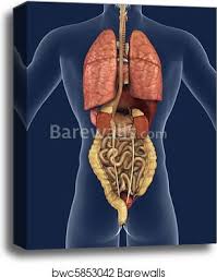 Anatomy at earth's lab is a free virtual human anatomy portal with detailed models of all human body systems. Human Organs In The Bpody From A Back View Stock Photograph Internal Organs Back View Stock Image Gg57762055 Gograph Posted On May 24 2016 By Admin Muchomasquecosas