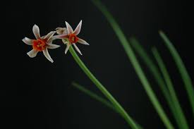 Image result for Tulbaghia alliacea