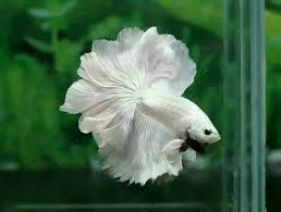 Pin On Flashy Tails Betta Fish