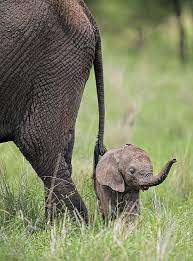 a tiny little elephant animals cute animals cute baby animals