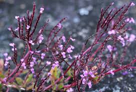 Image result for Aeollanthus ukamensis