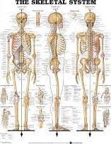 Anatomical Chart Co Book Depository