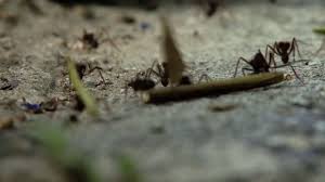 I've used the taro (i believe this is the proper brand name) bait stations in my house to get rid of the small ants. Five Thousand Heads Are Better Than One The Brink Boston University
