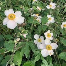 Image result for Anemone transvaalensis