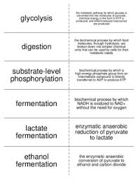 Carbohydrate Metabolism Vocabulary Flash Cards For Biological Chemistry From Everything Science And Beyo Vocabulary Flash Cards Biological Chemistry Flashcards